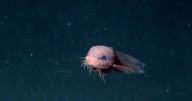 Descubren una nueva especie de pez a más de 3 mil metros de profundidad
