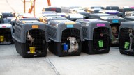 140 Dogs, Cats To Be Adopted After Clear The Shelters ‘Good Flight’
