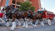 Budweiser Clydesdales are coming to Memorial Stadium