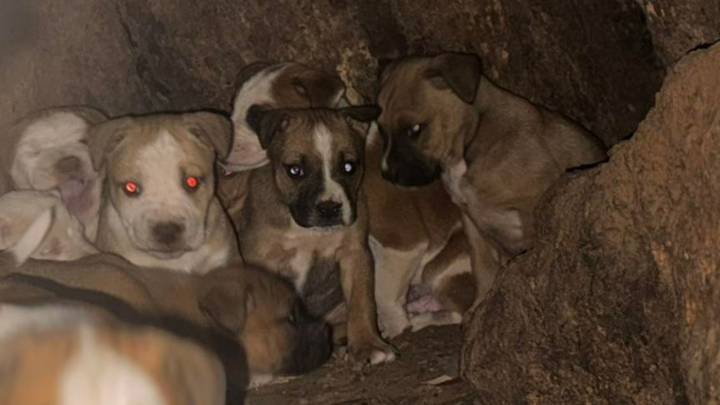Missouri Resident Finds Mysterious Tiny Faces In Tree Trunk, What They Uncovered Is Shocking