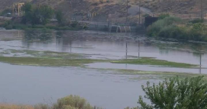 Crews remove Water Stargrass from the Yakima River to save Salmon and bring balance to the ecosystem