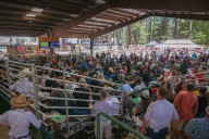 Nevada County Fair Celebrates Record-Breaking Auction Totals Over $1.29 Million Raised for Youth Exhibitors at 2025 Fair