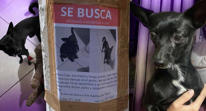 Piden apoyo para encontrar a ‘Capi’, perrito que salió de su casa al seguir a jauría en Hermosillo