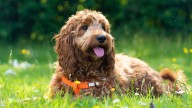 Dog breeds prone to weight gain - and how to tackle obesity without 'dogzempic'