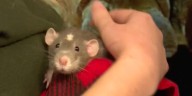 The Wild Side: Ambassador rats