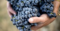Opinion | Why Australians are paying more for less nutrition