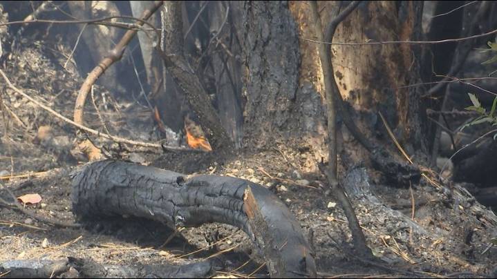 Dry weather sparks wildfire concerns across Tangipahoa and St. Helena parishes