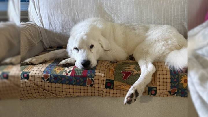 Michigan Shelter Dog Who Faked Frailty Finds A Forever Home And Happiness