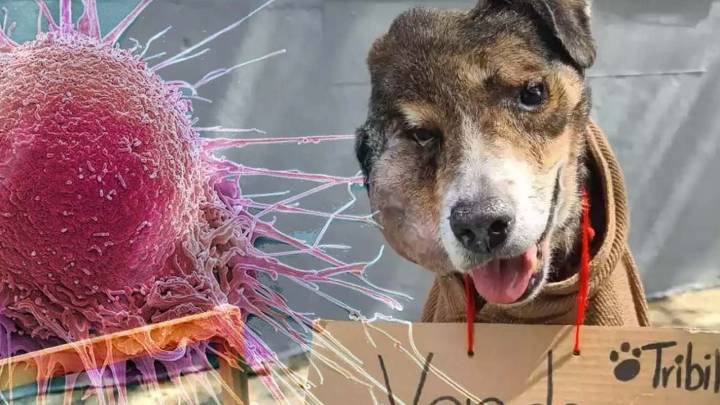 Cáncer en perros: 8 razas son más propensas a desarrollar la enfermedad