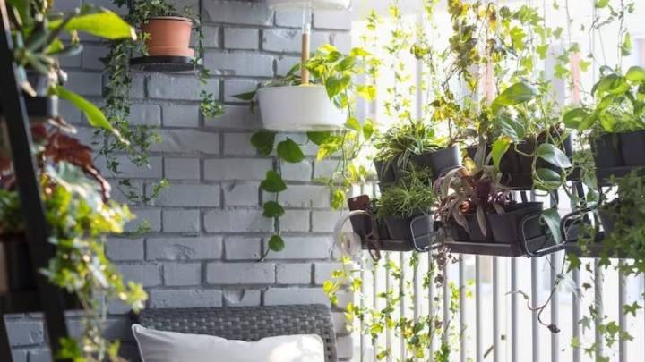 5 plantas de exterior resistentes al frío y al calor para tener un jardín bonito todo el año