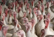 Perdue Farms to Lay Off Nearly 300 Indiana Workers