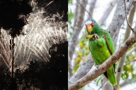 Pirotecnia en la Plaza Grande de Mérida ahuyenta a loros, denuncian