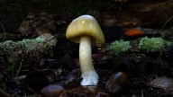 Death Cap Murders portrays Erin Patterson as a woman who craved community
