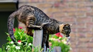 Cómo ahuyentar los gatos del jardín: crea este repelente natural