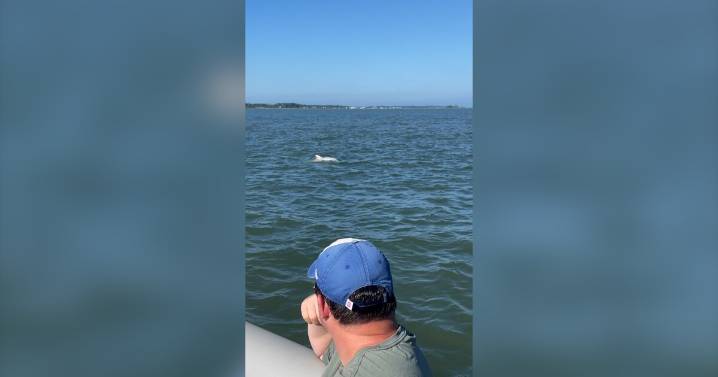 Extremely rare albino dolphin spotted by tour group in Chincoteague