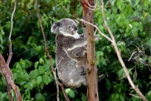Australian state halts logging for koala haven