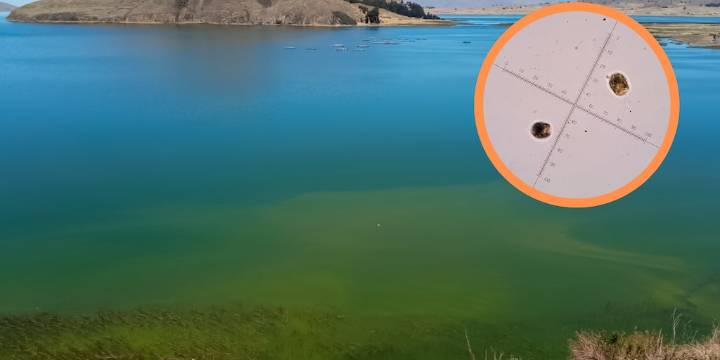 Por primera vez detectan floración algal en la laguna Arapa, Puno, la más grande del Perú y fuente de recursos para pobladores rurales