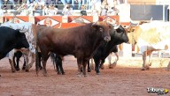 Los Vellosino se llevan la ovación más unánime en el desenjaule que da inicio a la Feria Taurina de Salamanca