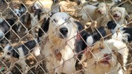 Tennessee neglect case sees 200 dogs rescued in Hampton Roads