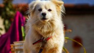 A Maltipom Is Exactly What It Sounds Like (and We Love It)