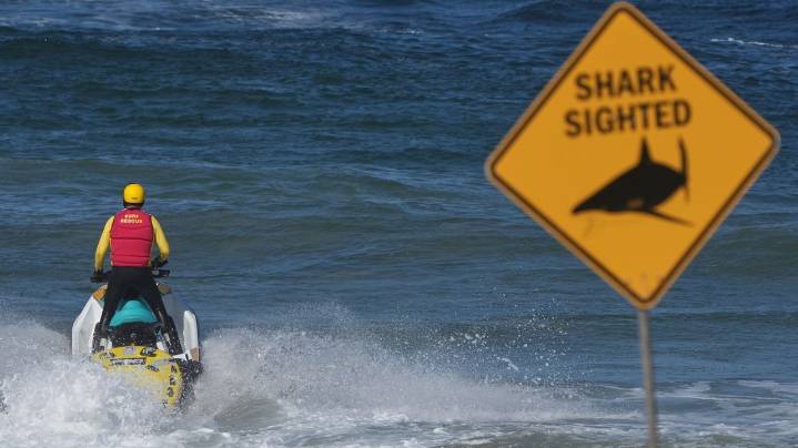 Shark kills beachgoer near Sydney