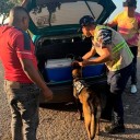 Presos dos sujetos con tres kilogramos de marihuana en el estado Sucre