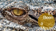 The lessons I learned from 'Alligator Alcatraz' : It's Been a Minute : NPR