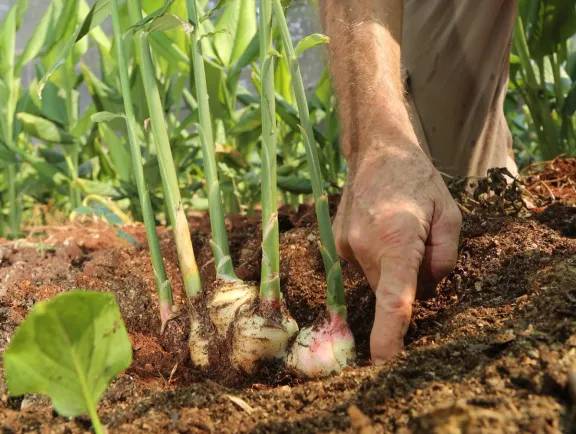 Misiones apuesta a diez productos emergentes para la diversificación