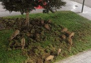 Doce jabalís destrozan los jardines de Viesques