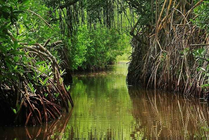 Culminó proyecto de restauración ecológica en manglares de La Guajira