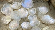 The Simple DIY You Need For Shell Wall Art (No Tools Needed)