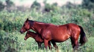 Are there wild horses in Louisiana? Here's where to find them