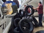 Hallan cachorro de tigre en bodega de llantas