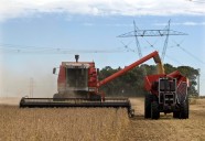 Exclusive: India buys record Argentine soyoil volume after export duty scrapped, sources say