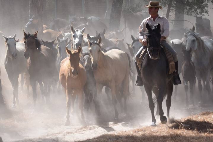 Hinojos vivirá este fin de semana una cita centenaria en Doñana: la Recogida de las Yeguas
