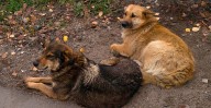 Reportan envenenamiento de 20 perros y gatos en Guanajuato; Fiscalía investiga
