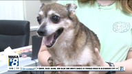 Pets of the Week: September 22