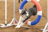 Dog Agility World Games Heads to Murfreesboro