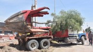Inician maniobras para el trasplante de casi 100 árboles