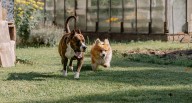 No ignores al resto: por qué no debes soltar a tu perro en espacios compartidos