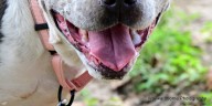 Marion County Pets: Nena, Flamingo, and Nati