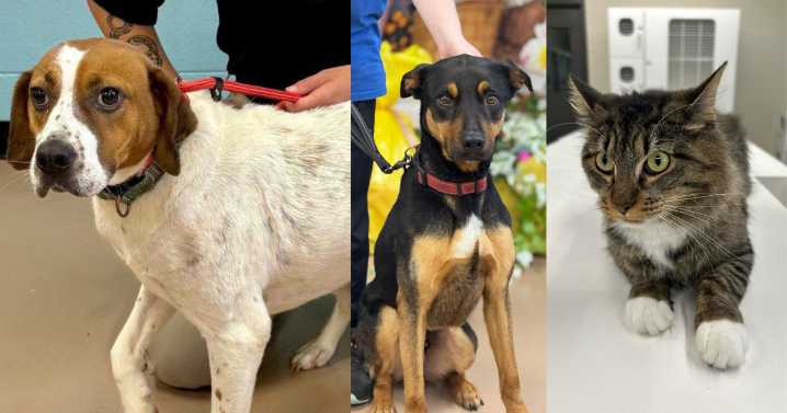 Mississippi animal shelter at full capacity, encourages adoption