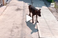 #LectoresAF Denuncia ciudadana: envenenan a animales en Placetas Estadio