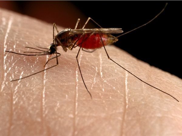 Mosquitos in Dresden trap test positive for West Nile virus