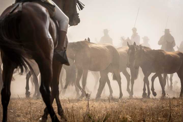 Hinojos saca unos 450 equinos semisalvajes de Doñana en la 'Recogida de las Yeguas'