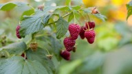 Cómo cultivar una planta de frambuesas para disfrutar sus frutos exquisitas y naturales