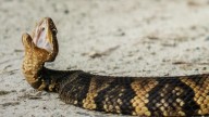 Thousands of snakes shut down Illinois road during fall migration