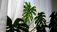 Ni en el balcón ni en el baño: dónde tenés que poner tus plantas para que crezcan sanas, según un experto