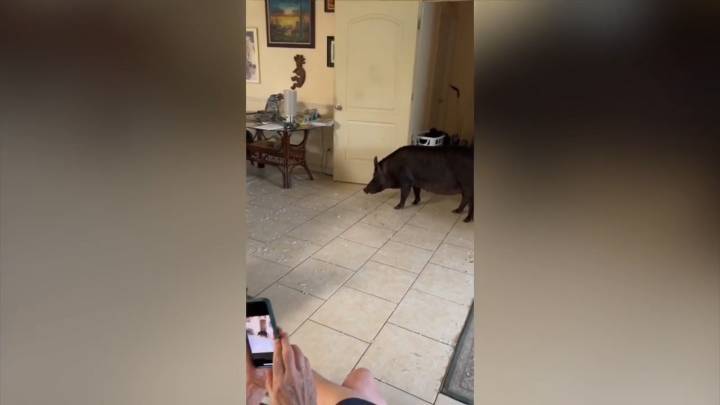 ‘It don’t like people’: Boar breaks into Florida home, attacks dog, deputies before running off into nearby woods