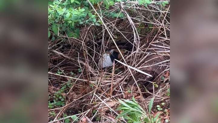 Massachusetts Hiker Follows Movement In The Trees And Makes A Shocking Discovery That Sparks A Rescue